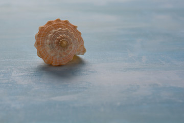 Seashell in blue background