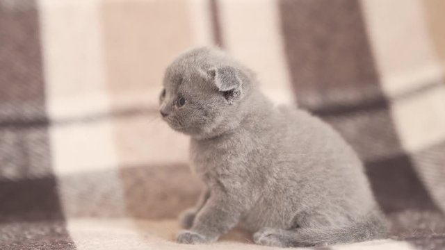 Curious adorable British Shorthair kitten looking around, close up shot