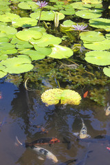 ponds with waterlilies