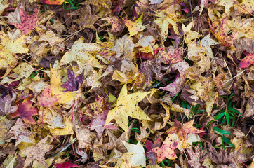 Great concept of autumn, red leaves of platanus fallen on the ground.