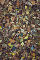 Dark leaves autumn background for design