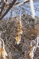 Seeds of maple covered with hoarfrost