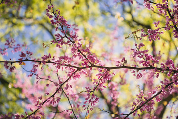Pink flowering redbud tree in the spring