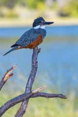 kingfisher on a branch