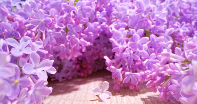 Beautiful Summer Blooming Lilac Flowers. 4k Wide Angle Macro