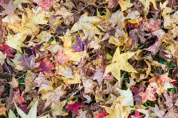 Great concept of autumn, red leaves of platanus fallen on the ground.