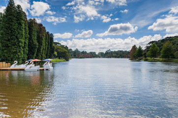 Great concept of autumn, beautiful trees of the genus Platanus w