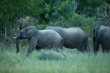 Fototapeta premium Young elephant bull collection. 