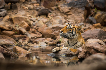 A bengal tiger (panthera tigris) closeup face quenching her thirst and cooling off in natural cold water in hot summers between rocks at Ranthambore National Park, Rajasthan, India	