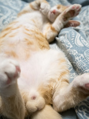 Red cat with big eggs lying on a blanket in the bedroom
