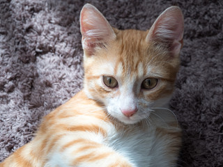 Beautiful red kitten lying on the carpet and basking in the sun