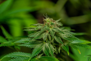 Afghan kush special variety of marijuana flower with aged blooms