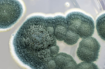 Colonies of Penicillium fungi grown on Sabouraud Dextrose Agar. Penicillium is a mold fungus that causes food spoilage, used in cheese production and produces antibiotic penicillin