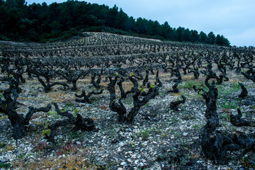 viñedo en invierno