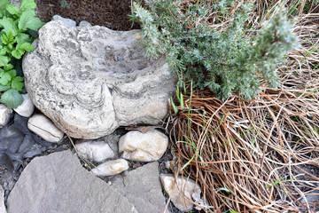 Field stones and plants in the garden