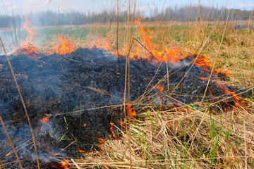 Burning  grass on the field. There is a danger and a fire hazard for the nearby forest and...