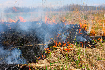 Burning  grass on the field. There is a danger and a fire hazard for the nearby forest and buildings. Rapid flame spread.