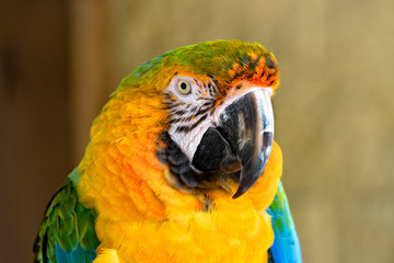 Macaw Parrot Portrait