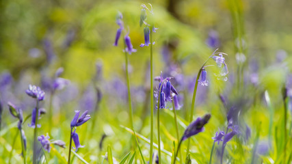 Bluebells in the Woods and bokeh background
