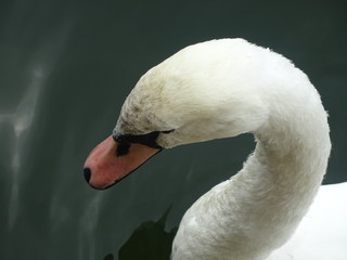Schwan