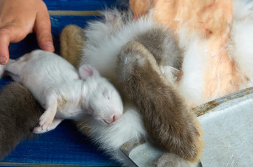 Hand puts the little dead rabbit to the rabbit parts