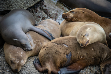 sleeping sea lions