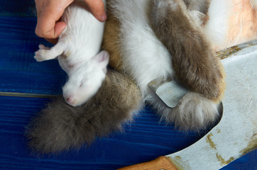 Obraz premium Hand puts the little dead rabbit to the rabbit parts on the blue Board