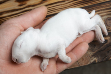 Dead white newborn rabbit
