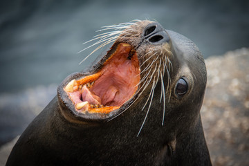 head of sea lion