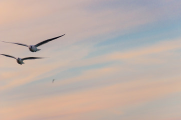 Fototapeta premium Seagul birds on the sea in the summer season