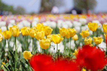 Obraz premium カラフルなチューリップ畑