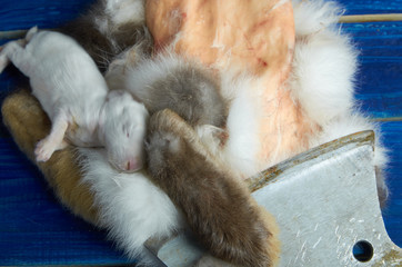 Small Dead Rabbit among parts of the white rabbit and the axe on a blue background