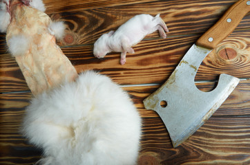 Dead white newborn rabbit