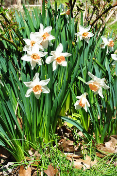 Colorful Early Spring Daffodils in a Garden Bed