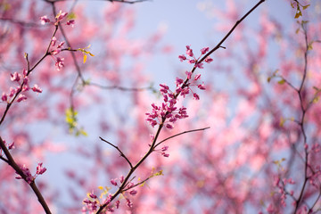Pink flowering redbud tree in the spring