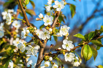 Cherry flowers closeup