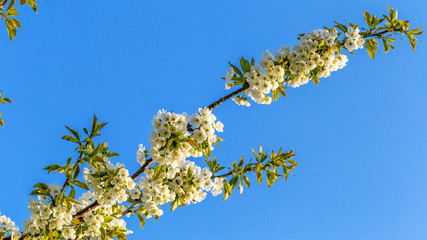 Flowering cherry branch