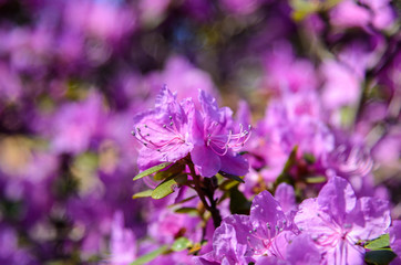Fototapeta na wymiar spring flowering of trees. beautiful blooming sakura. Cherry blossom flowers