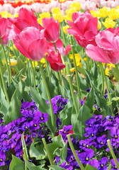 カラフルなチューリップ畑