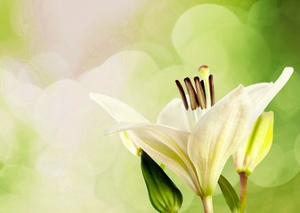 Beautiful white lily flower on blurred background
