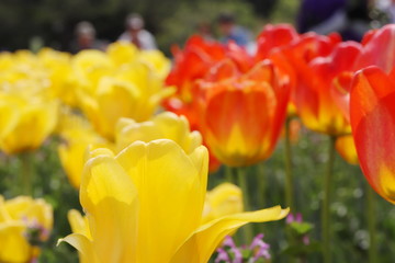 Fototapeta premium カラフルなチューリップ畑