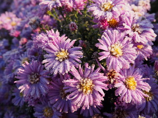 The frost on the flowers. Frosty morning covered with frost flowers on plants. Details and close-up.