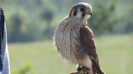 Falcão
