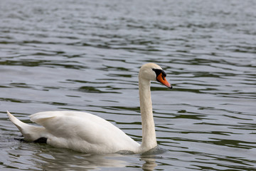 Mute swan (Cygnus olor) swimming in blue water with reflection