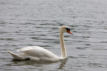 Mute swan (Cygnus olor) swimming in blue water with reflection