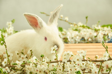 White rabbit on the background of boards and flowers