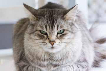 Long haired cat of siberian breed outdoor in relax