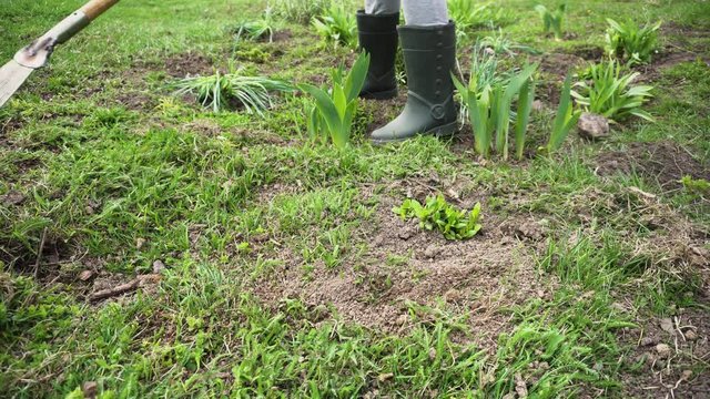 Farmer cleaning lawn from dry grass with a rake in spring garden. Agriculture and farming concept