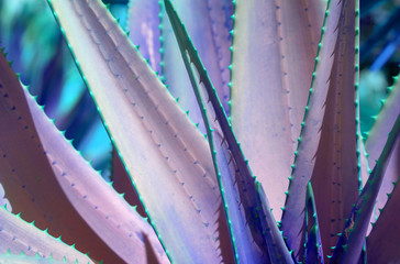 Abstract agave plant surrealistic color scheme blue pink blue turquoise