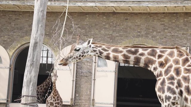 Giraffe is eating branches of the tree | SLOW MOTION